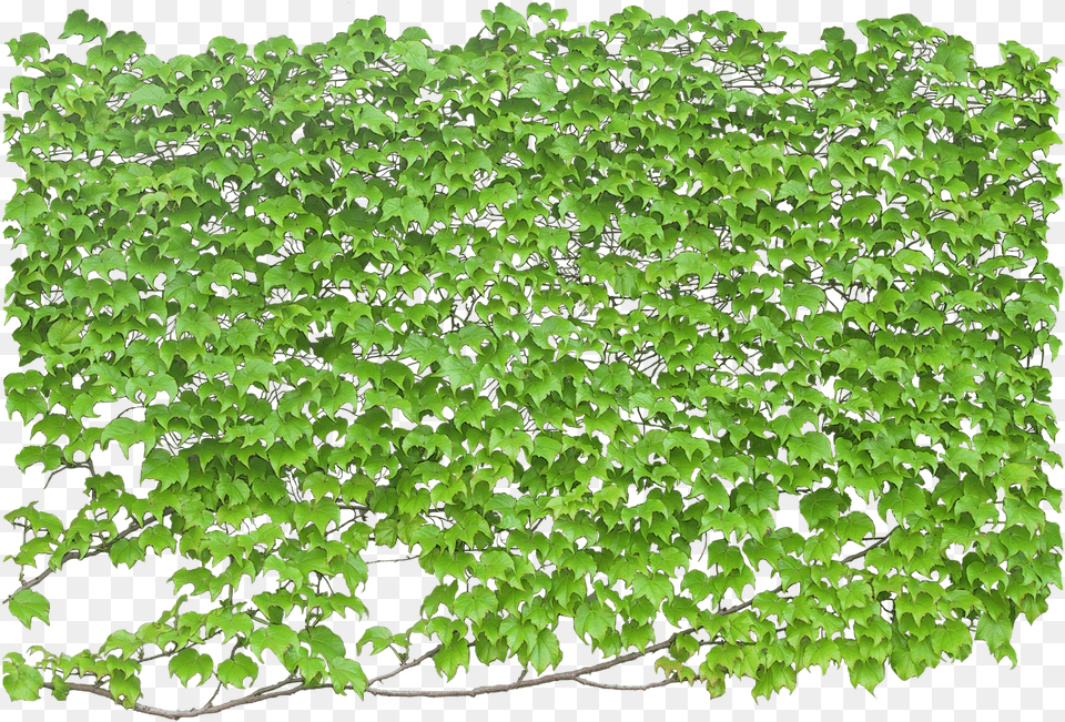 Wall Plants, Plant, Leaf, Vine, Ivy Png Image