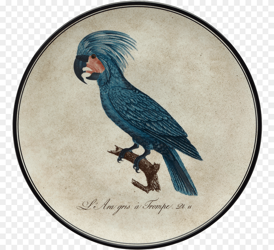 Wall Plate L39ara Gris A Trompe Richard Ginori Parrots, Animal, Bird, Jay, Beak Png Image