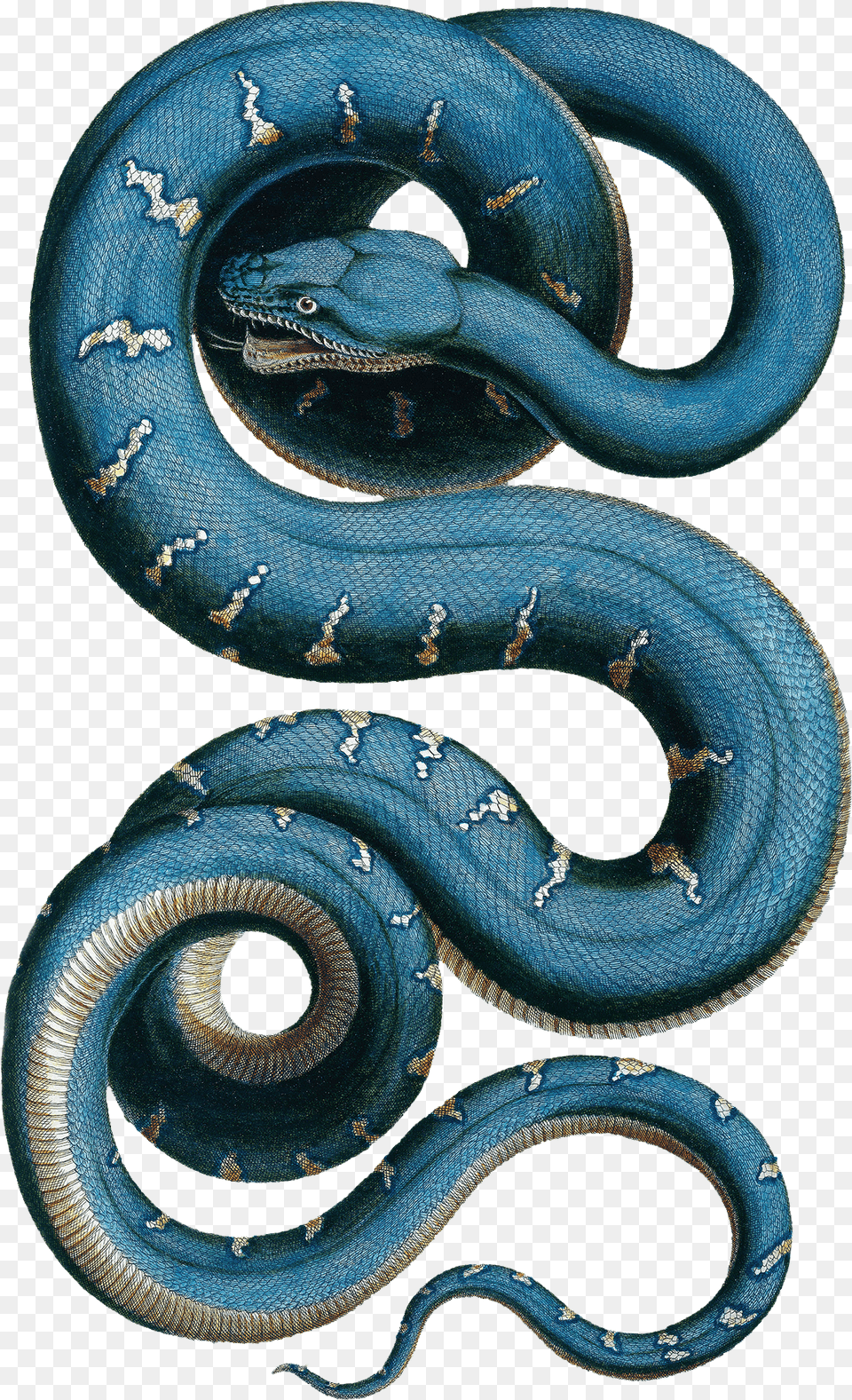 Wall Stickers Of Snake By Natural History Museum Albertus Seba Snake Png
