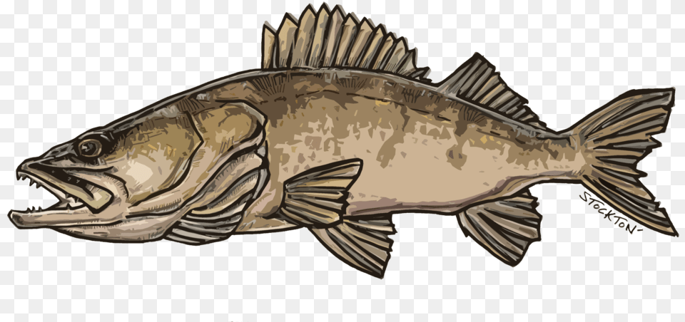 Walleye, Animal, Sea Life, Fish, Perch Free Transparent Png