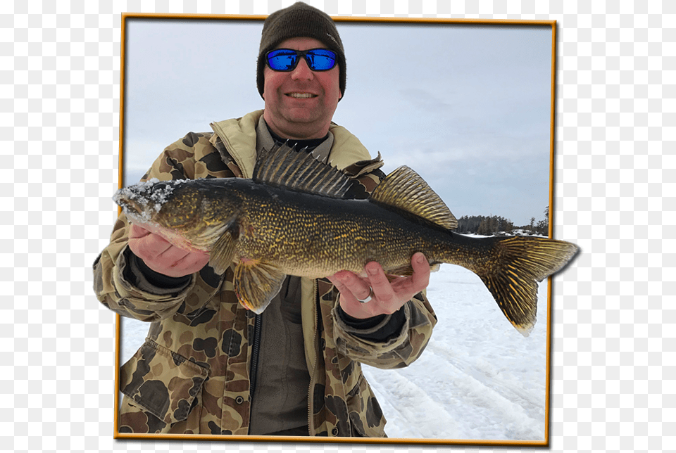 Walleye Bass, Accessories, Sea Life, Sunglasses, Fish Png Image