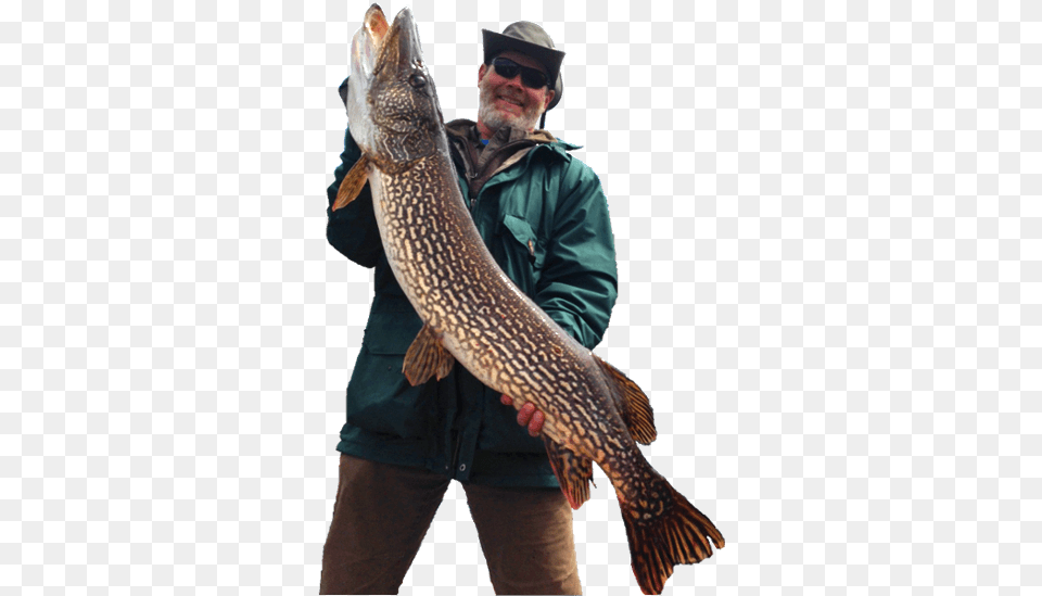 Walleye Catching Fish, Adult, Animal, Male, Man Png
