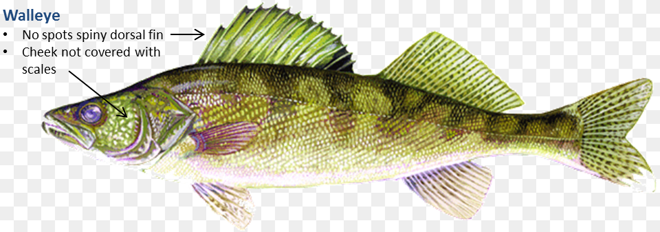 Walleye Fish, Animal, Perch, Sea Life Free Png Download