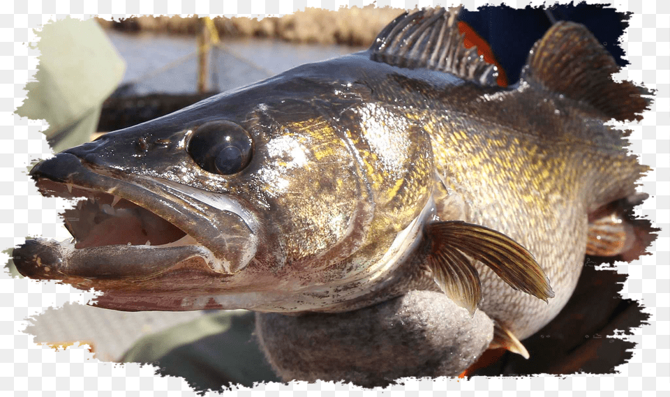 Walleye Grunge Winnipeg, Animal, Fish, Sea Life, Perch Png