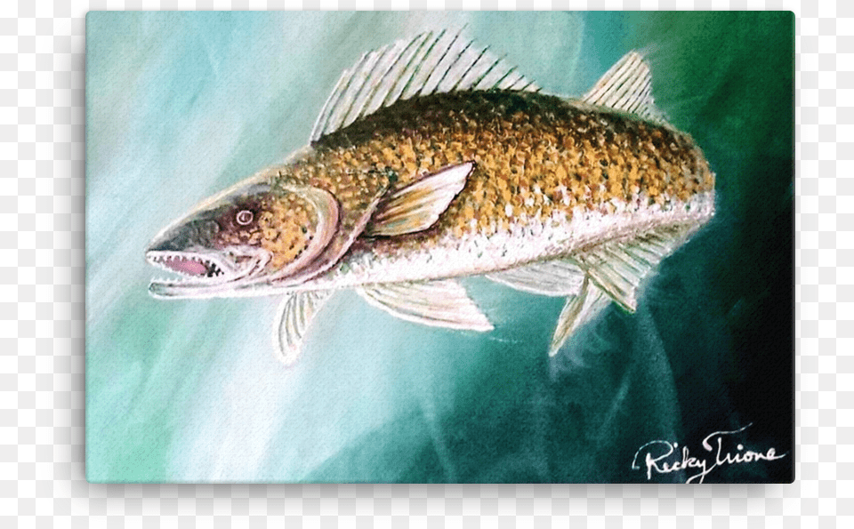 Walleye Pike By Ricky Trione Art, Animal, Fish, Sea Life, Perch Free Transparent Png