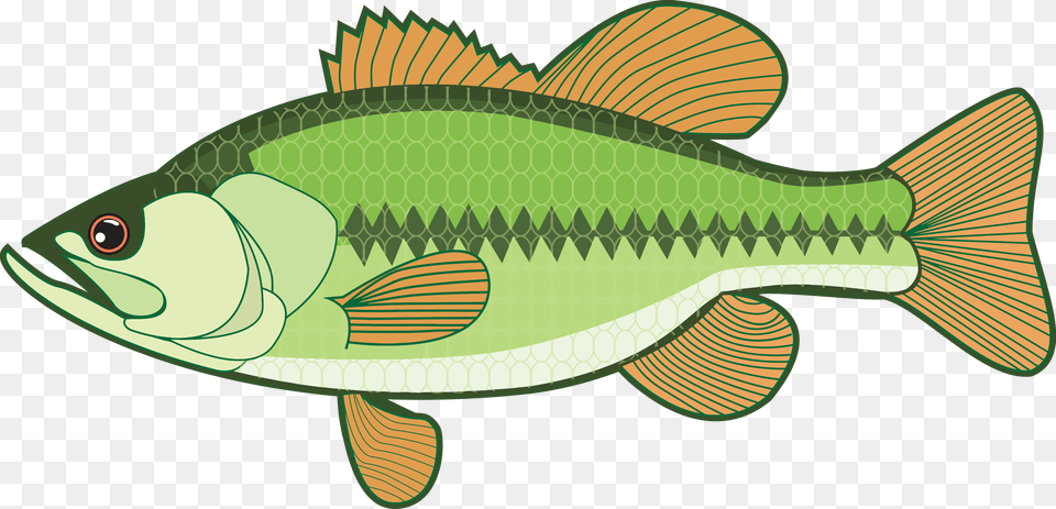 Walleye Vector Bass Largemouth Bass Clipart, Animal, Sea Life, Fish, Shark Free Png Download