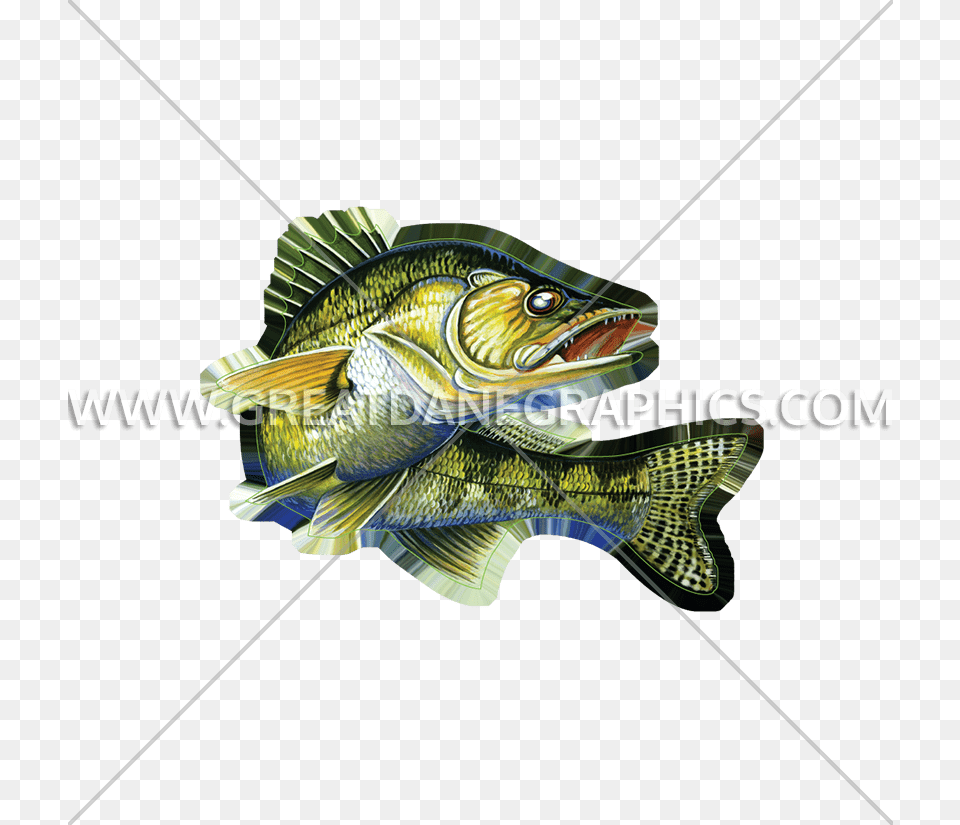 Walleye Vector Fish Bass, Animal, Perch, Sea Life Png
