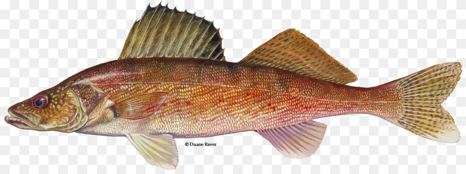 Walleye Walleyed Pike, Animal, Fish, Sea Life, Perch Png