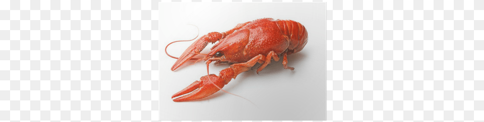 Wallmonkeys Wall Decals Wallmonkeys Boiled Crawfish, Animal, Food, Invertebrate, Lobster Png Image