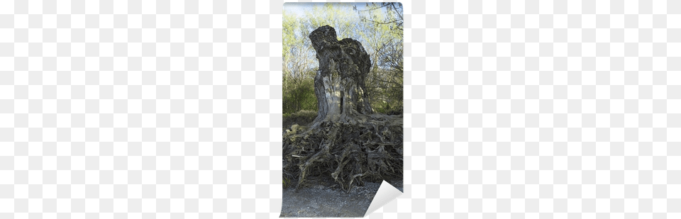 Wallpaper, Plant, Tree, Tree Trunk, Tree Stump Png