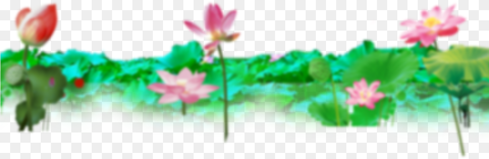 Wallpaper Banner Design Lotus, Flower, Petal, Plant, Lily Free Png