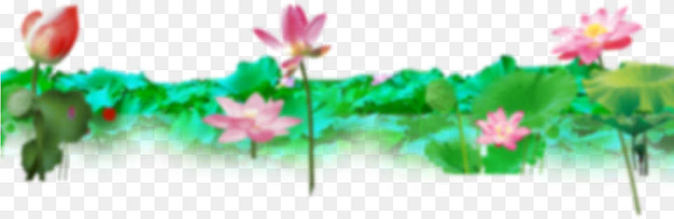 Wallpaper Banner Design Sacred Lotus, Flower, Petal, Plant, Lily Free Png Download