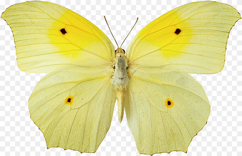 Wallpaper Collection For Your Computer And Mobile Phones Background Yellow Butterfly, Animal, Insect, Invertebrate, Plant Free Transparent Png