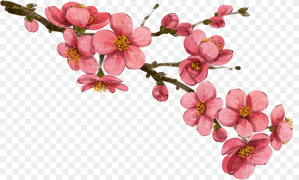 Wallpaper Drawing Flower Drawings Of Korean Flowers, Petal, Plant, Geranium, Cherry Blossom Png Image