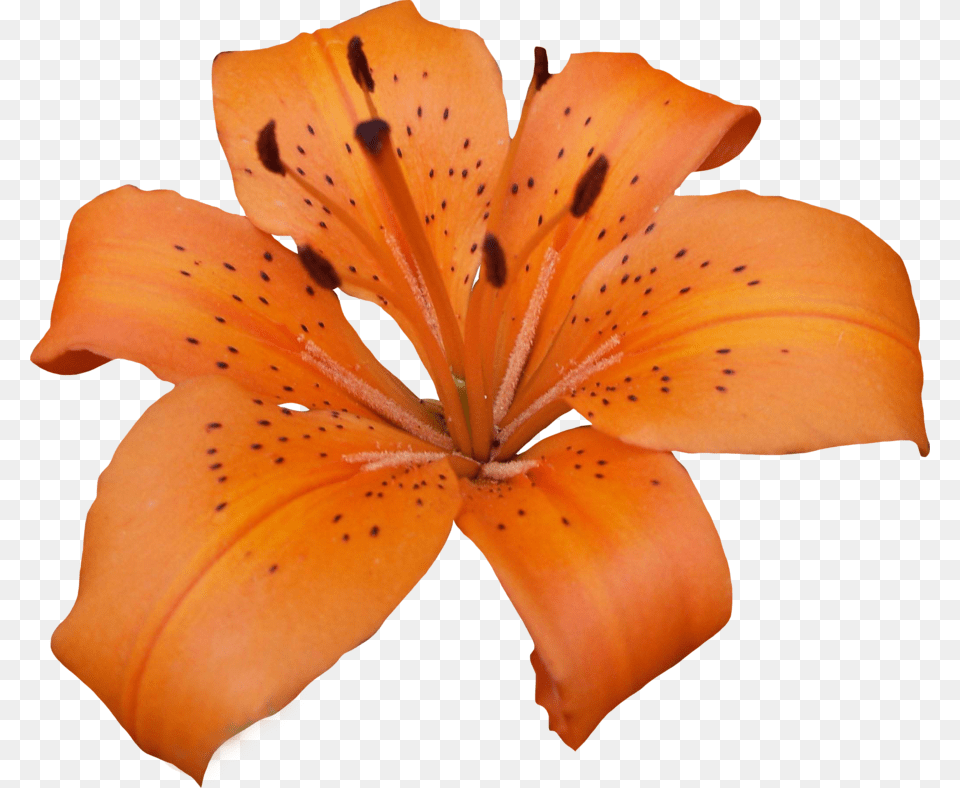 Wallpaper Impressive Tiger Lily Flower, Plant Free Png Download