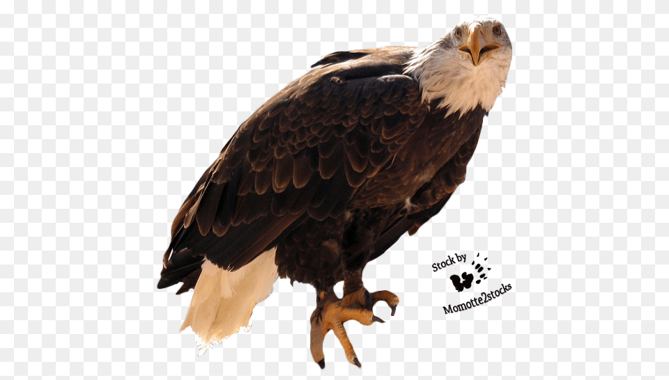 Wallpapers Backgrounds Big Mountain Eagle Eagle Cut, Animal, Beak, Bird, Bald Eagle Free Png