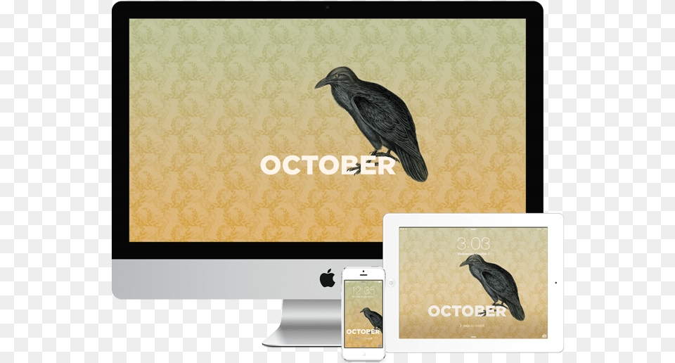 Wallpapers October Marabou Stork, Animal, Bird, Vulture, Beak Free Transparent Png