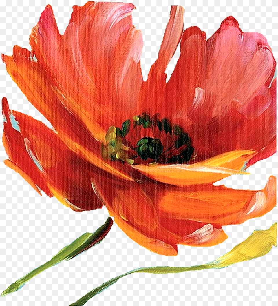 Wallpapers V57 Painted Flowers Backgrounds Mob Red And Orange Flowers Watercolor, Anemone, Anther, Dahlia, Flower Free Transparent Png