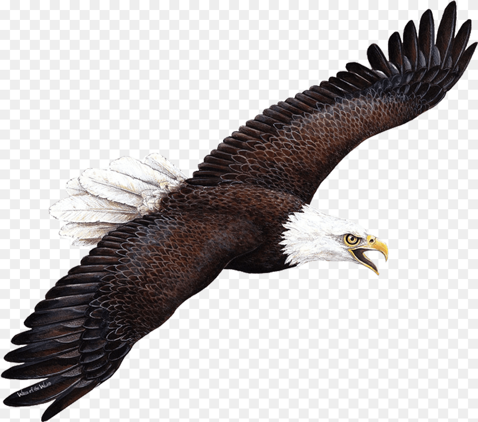 Wallsofthewild Giant Eagle Wall Sticker, Animal, Bird, Flying, Bald Eagle Free Png