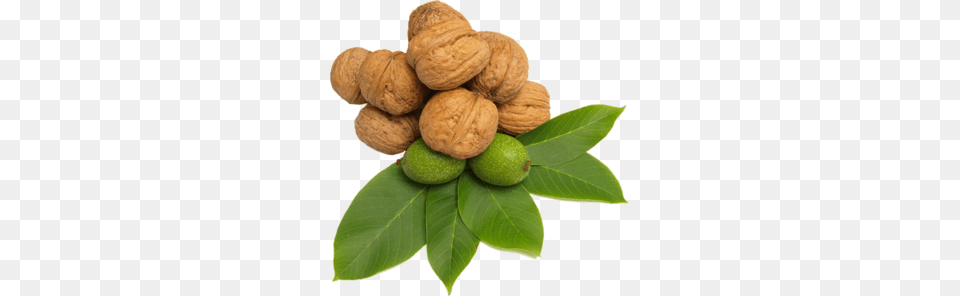 Walnut, Food, Nut, Plant, Produce Free Transparent Png