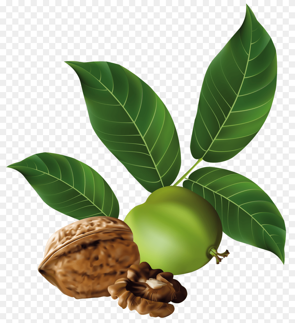 Walnut, Food, Nut, Plant, Produce Free Png Download