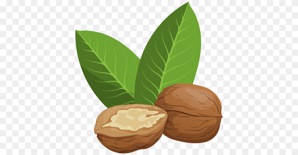 Walnut, Food, Nut, Plant, Produce Png