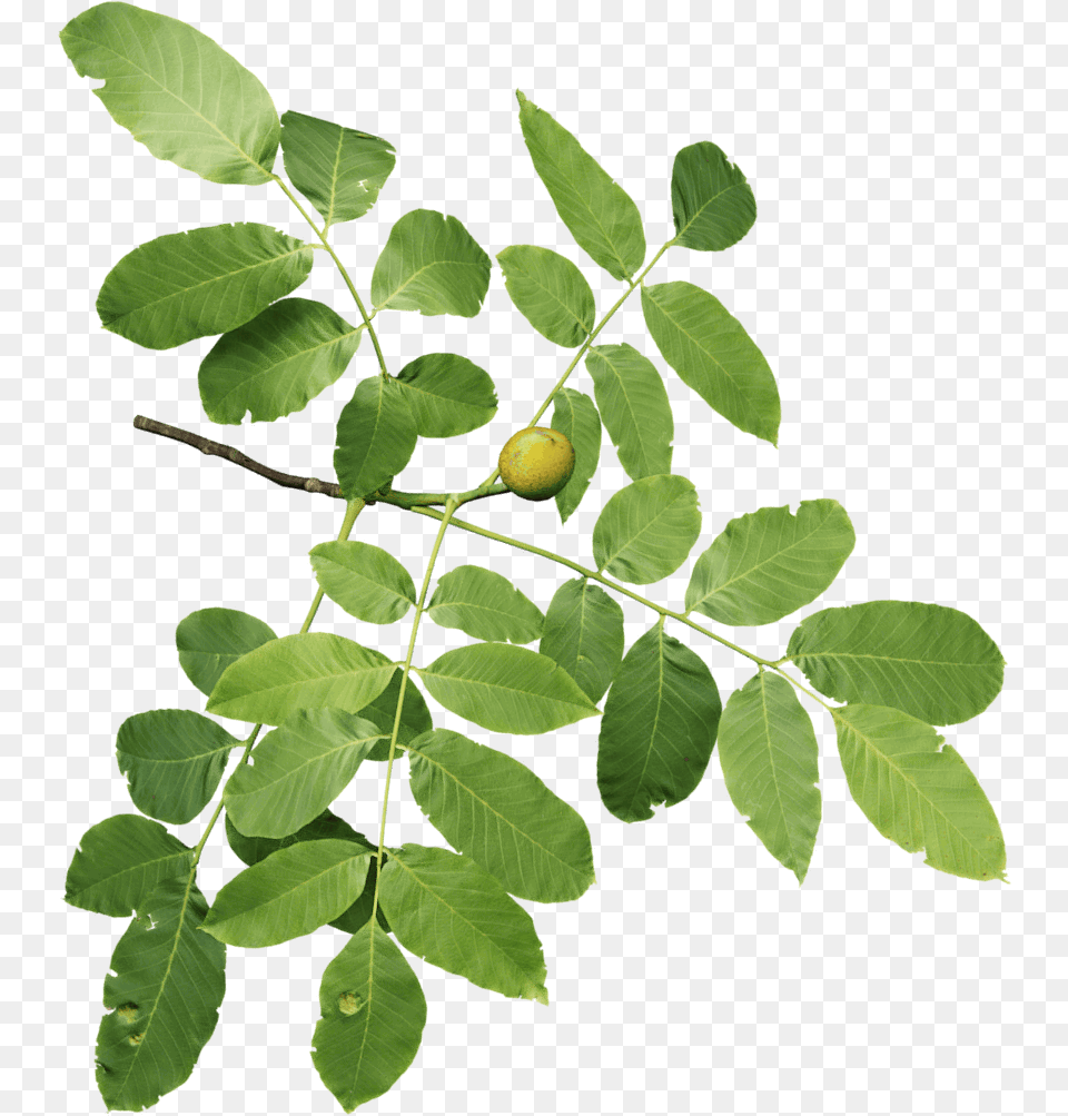 Walnut Branch, Leaf, Plant, Food, Nut Free Png Download