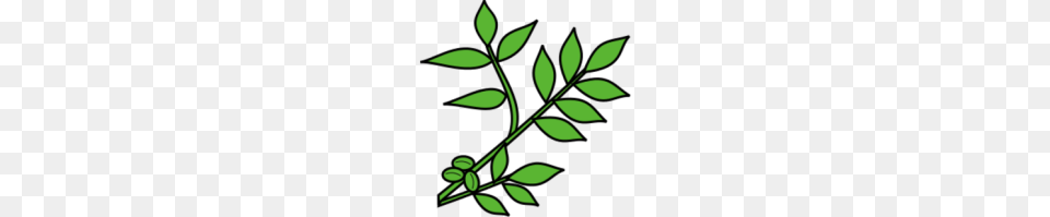 Walnut Branch Walnut Gt Twig, Green, Herbal, Herbs, Leaf Png Image