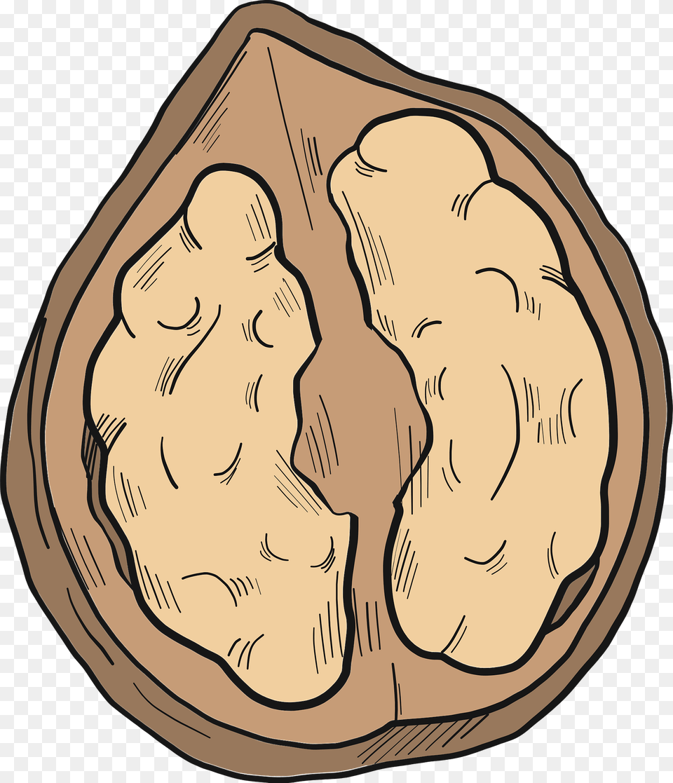 Walnut Clipart, Food, Nut, Plant, Produce Free Png Download