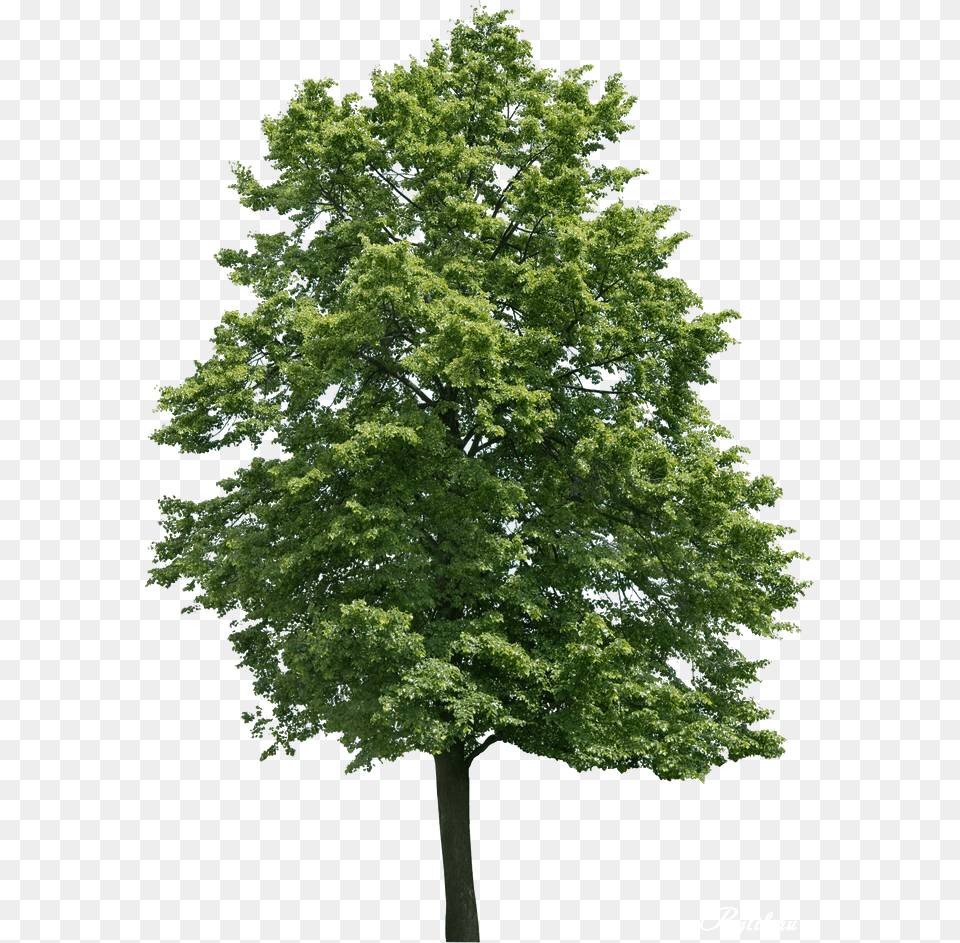 Walnut Tree, Maple, Oak, Plant, Sycamore Free Png