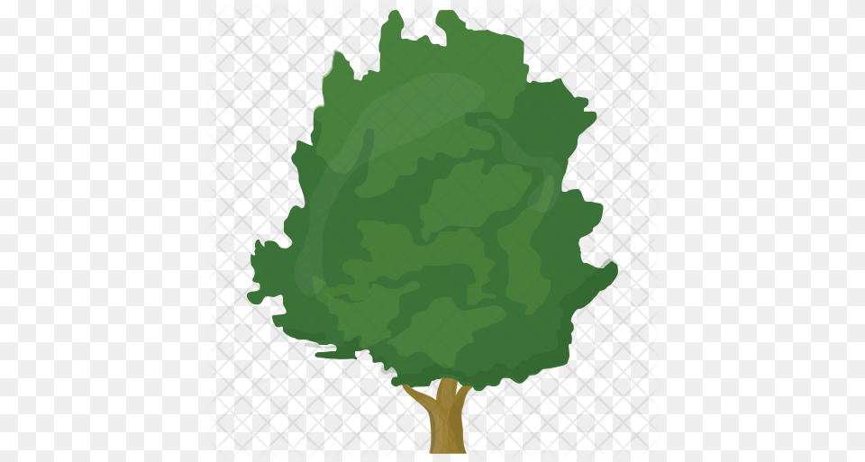 Walnut Tree Icon Plane, Leaf, Plant, Green, Face Png