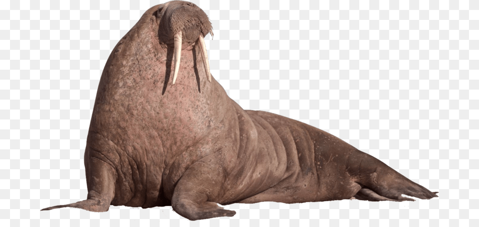 Walrus, Animal, Sea Life, Mammal, Fish Free Transparent Png