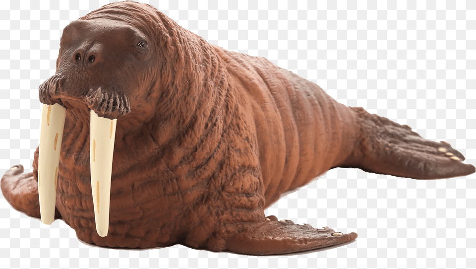 Walrus, Animal, Sea Life, Mammal, Bear Png Image