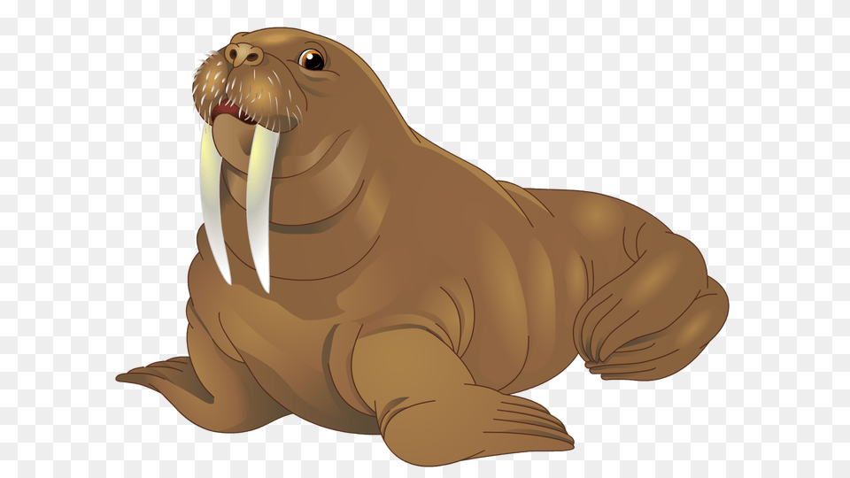 Walrus, Animal, Sea Life, Mammal, Bear Free Png Download