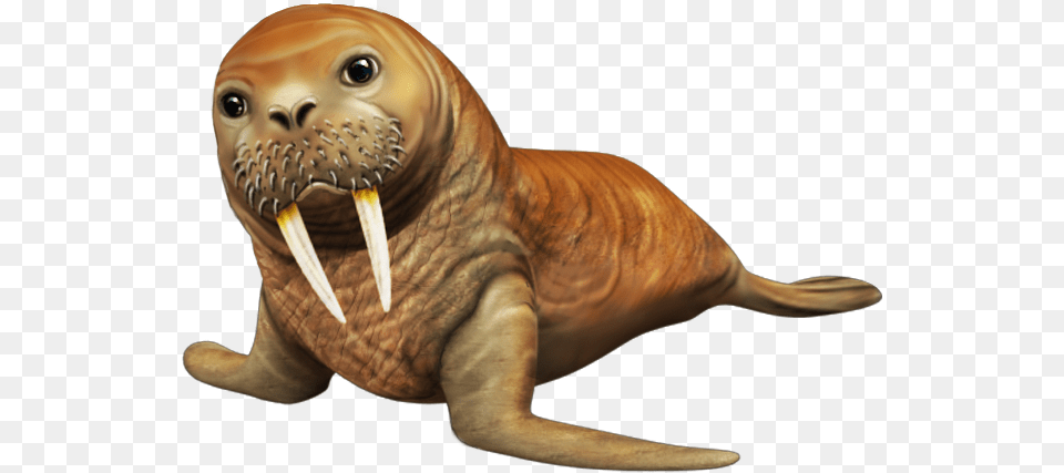 Walrus, Animal, Sea Life, Mammal, Dinosaur Png Image