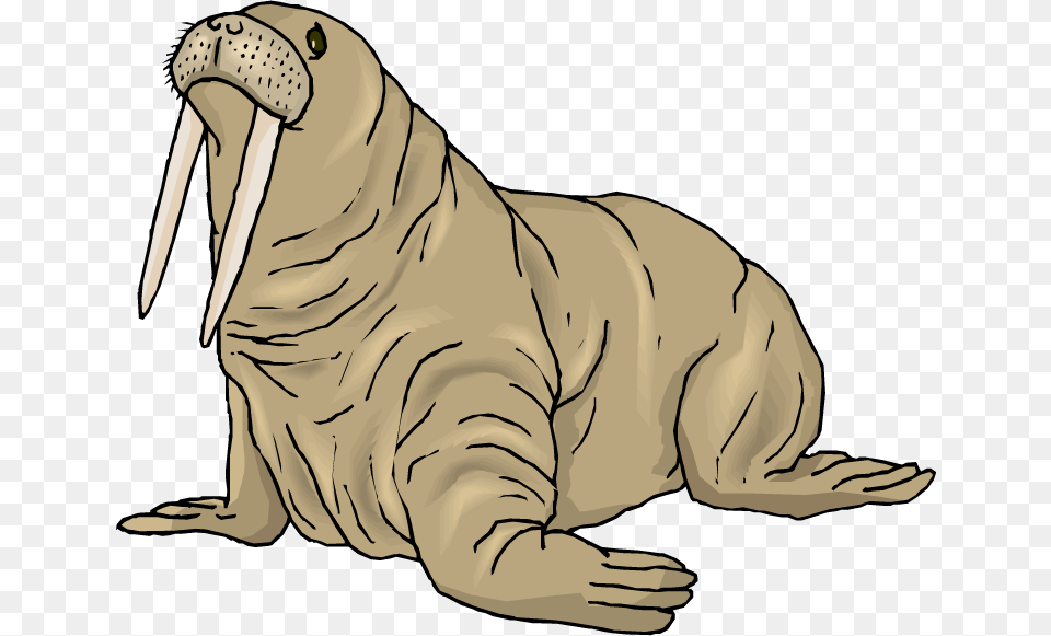 Walrus, Animal, Mammal, Sea Life, Baby Free Png Download