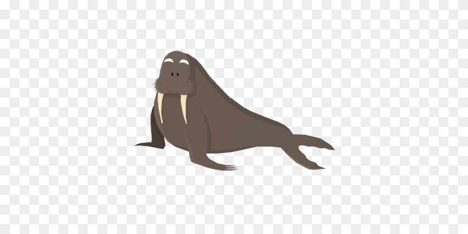 Walrus, Animal, Mammal, Sea Life Free Png