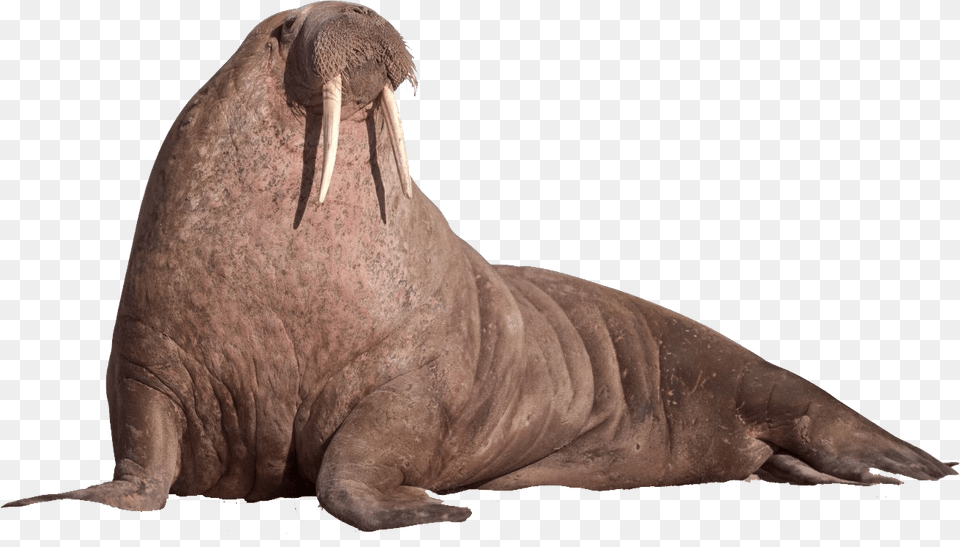 Walrus, Animal, Sea Life, Mammal, Dinosaur Png