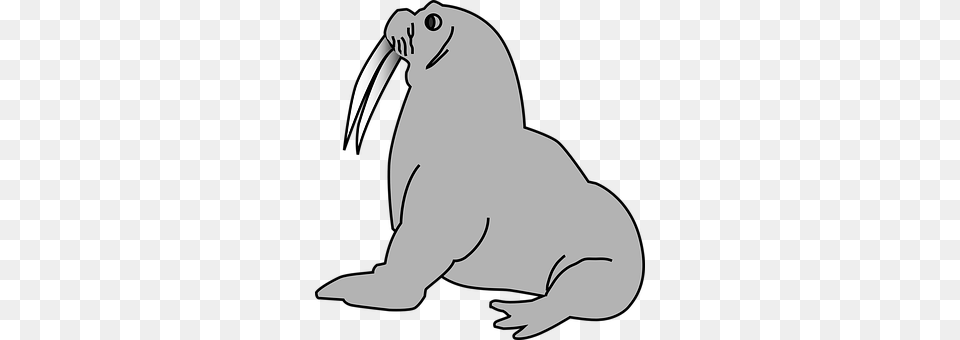 Walrus Animal, Sea Life, Fish, Shark Free Png Download