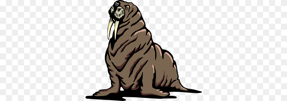 Walrus Animal, Mammal, Sea Life, Bonfire Free Transparent Png