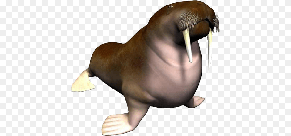 Walrus, Animal, Sea Life, Mammal, Adult Png