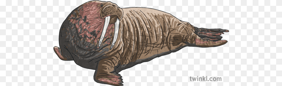Walrus Arctic Animal English Ks2 Illustration Twinkl Walrus, Mammal, Sea Life Png