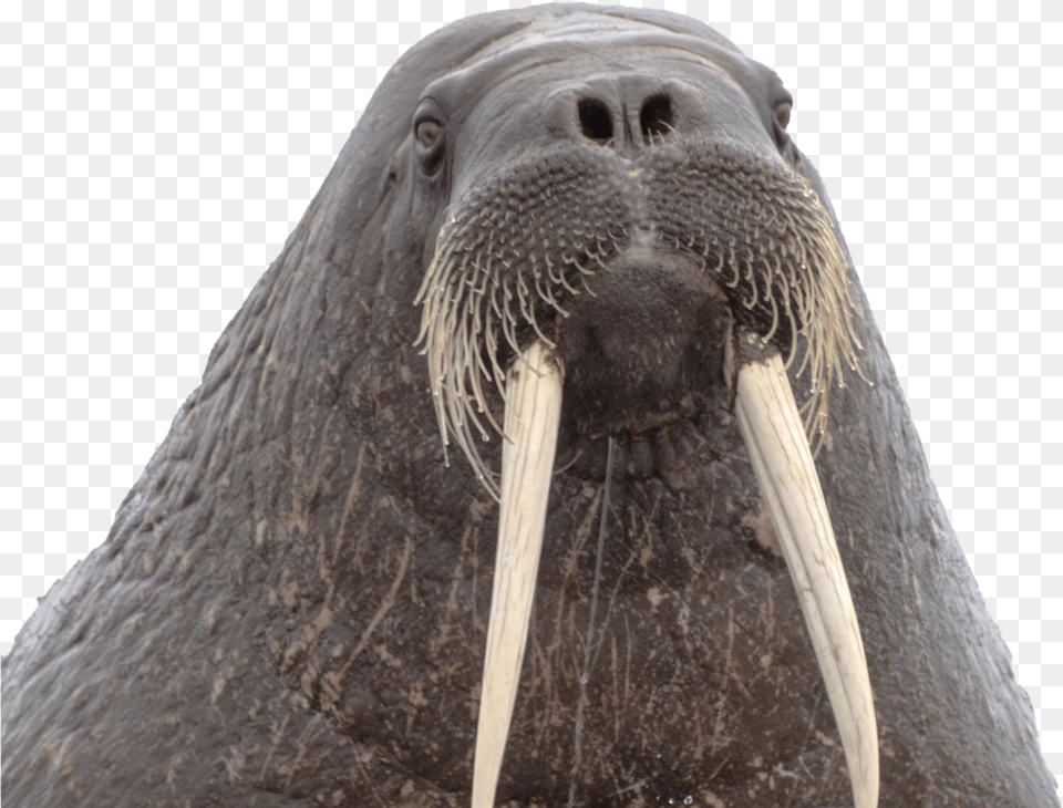 Walrus Background, Animal, Sea Life, Mammal, Bird Free Transparent Png