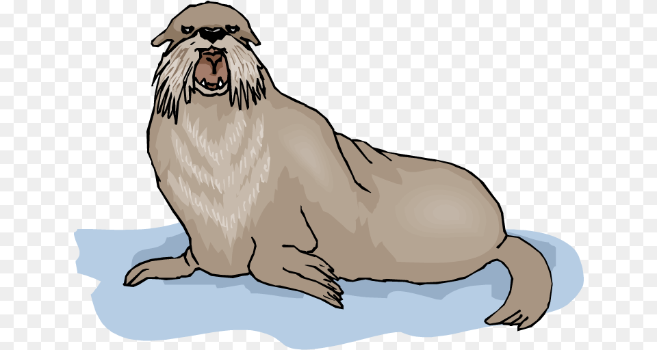 Walrus Background Clipart Clip Art, Mammal, Animal, Wildlife, Head Png