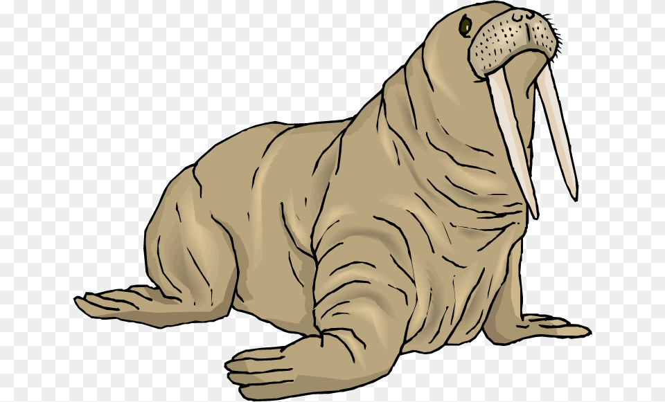 Walrus Background Walrus Clipart Free, Animal, Mammal, Sea Life, Baby Png Image