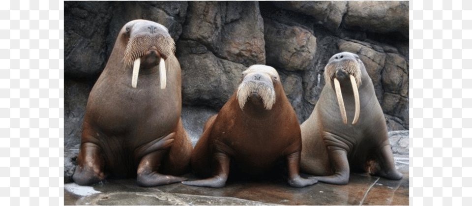 Walrus California, Animal, Sea Life, Bear, Mammal Png