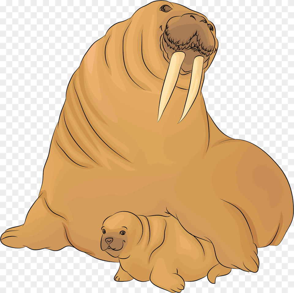 Walrus Clipart, Animal, Sea Life, Mammal, Adult Free Png Download