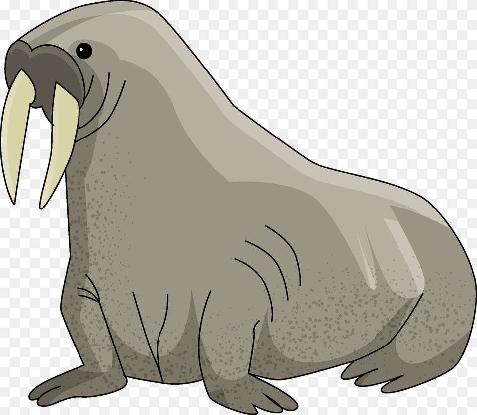 Walrus Clipart, Animal, Sea Life, Mammal, Fish Png