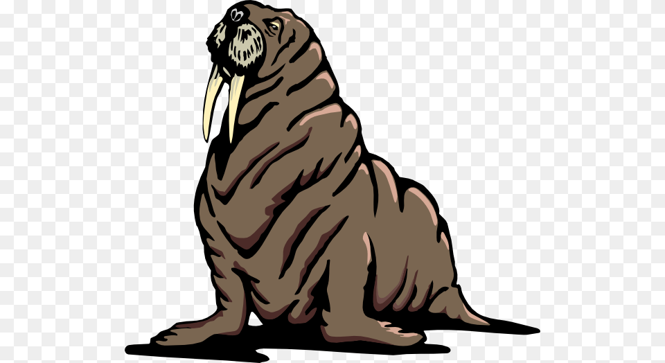 Walrus Clipart, Animal, Mammal, Sea Life, Adult Png Image