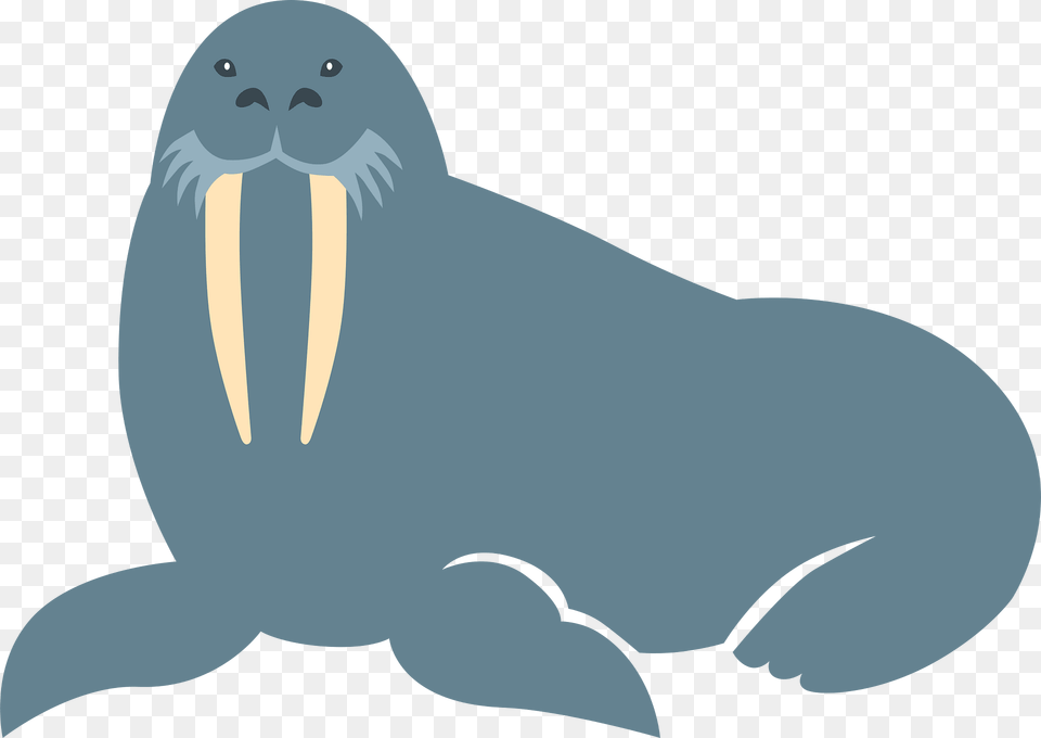 Walrus Clipart, Animal, Sea Life, Mammal, Fish Png
